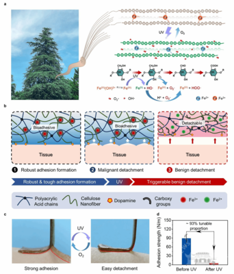 陳朝吉教授團隊在生物質基功能凝膠材料領域取得新進展